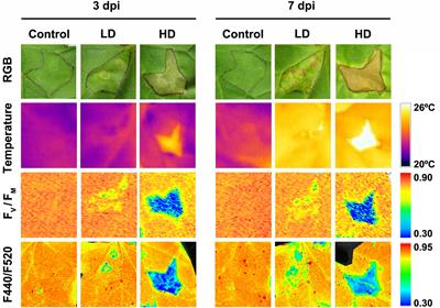 Detection of Bacterial Infection in Melon Plants by Classification Methods Based on Imaging Data